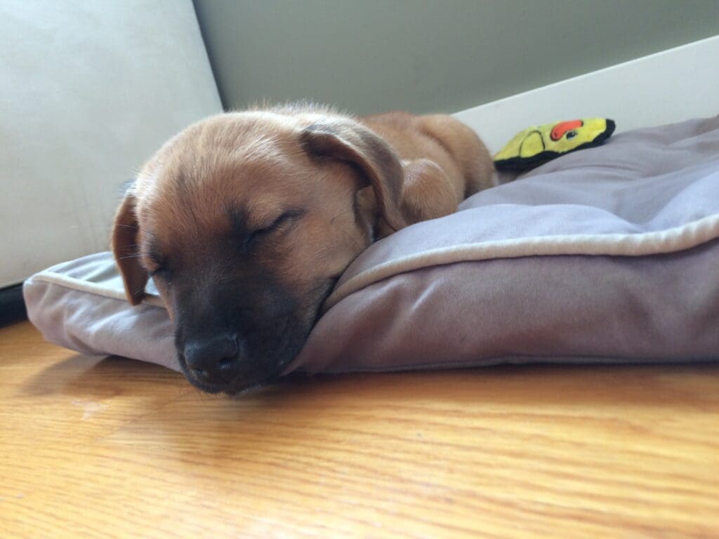 A puppy sleeps