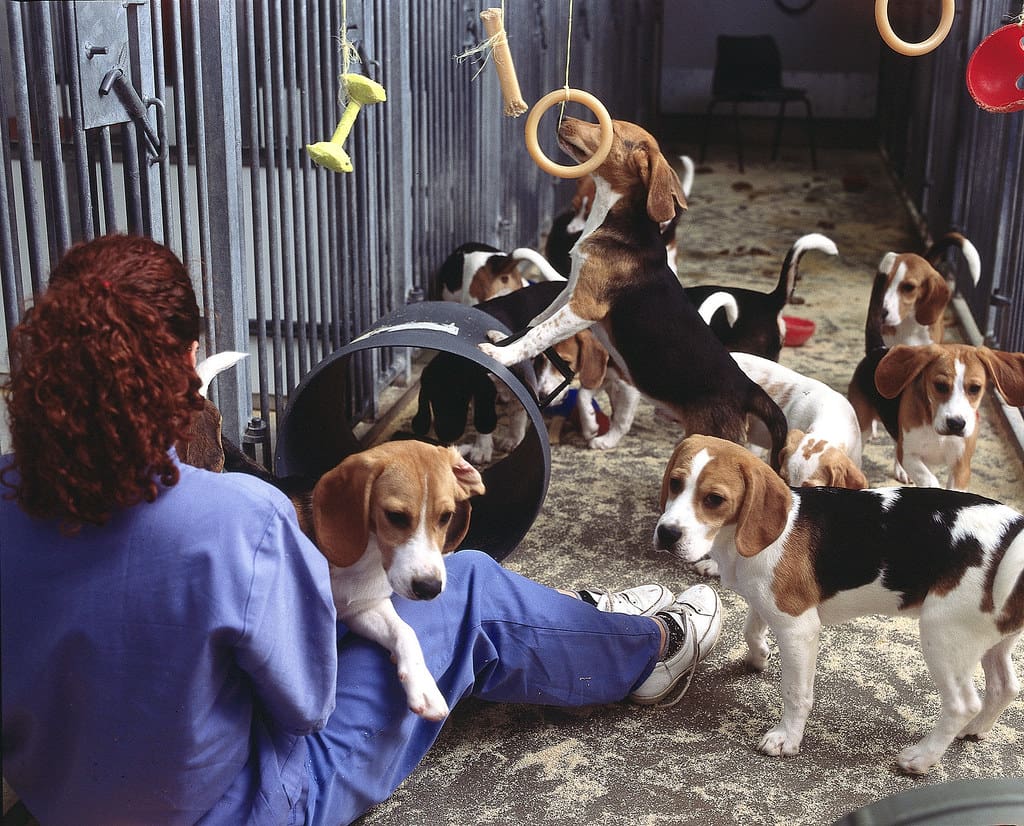 Beagle Dogs in Research for Animal Testing