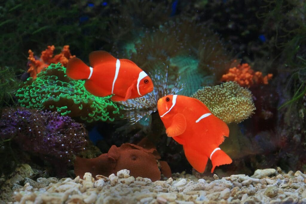 Two vivid clownfish swim among vibrant corals in an aquarium showcasing marine life.