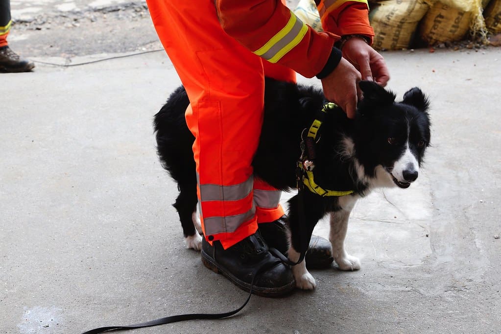 Search and rescue dog, Darcy in Nepal