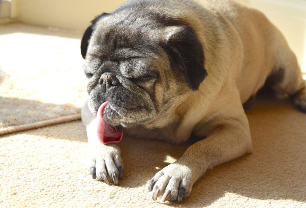 dog licking paws