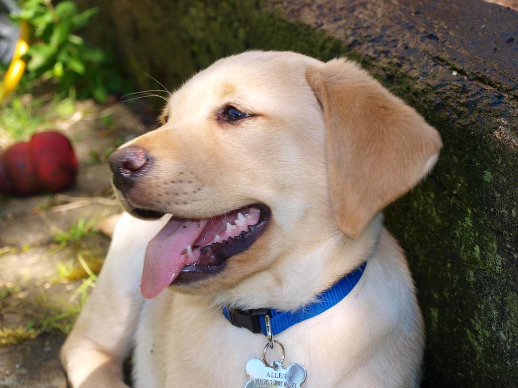 Labrador-Puppy