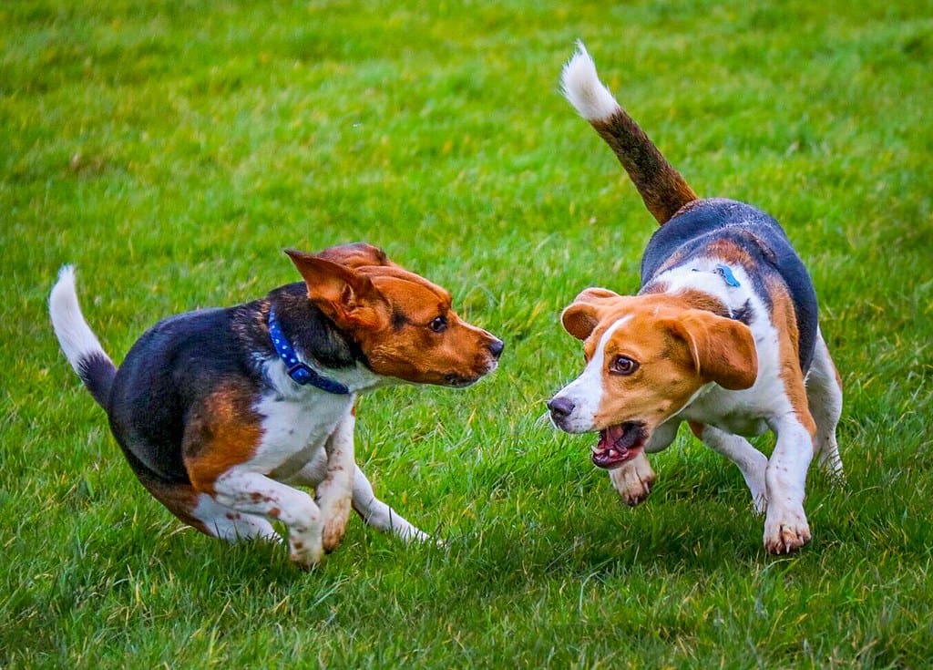 Beagle play