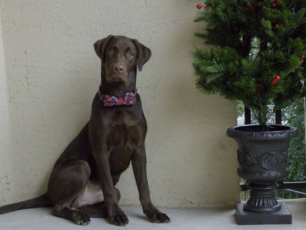 Chocolate Labrador