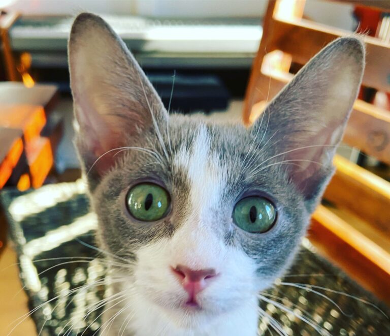 Chaton Peterbald straight coats lilas