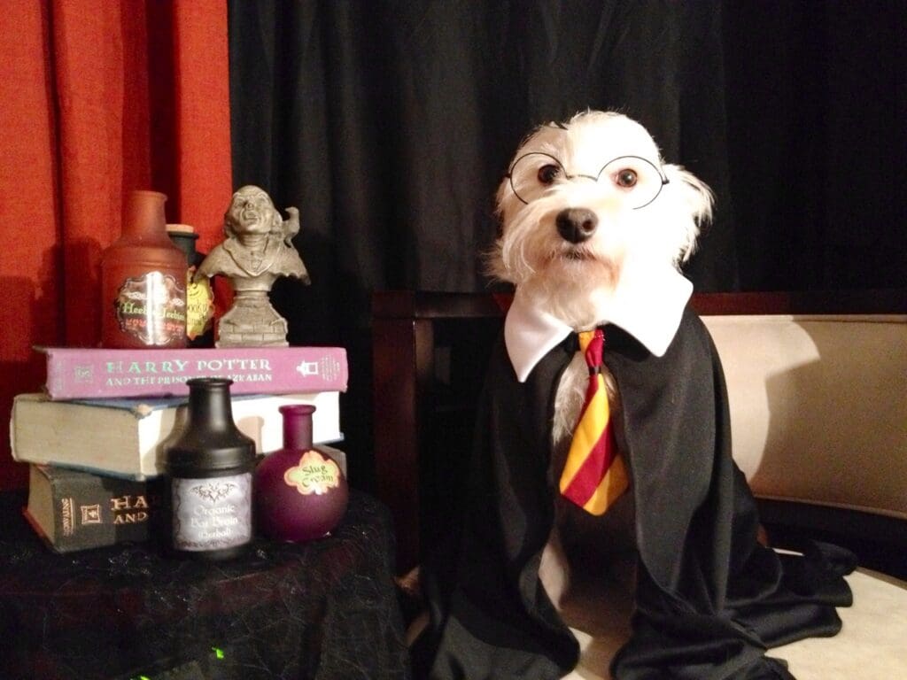 Dog Looks Like Harry Potter (8126530365)