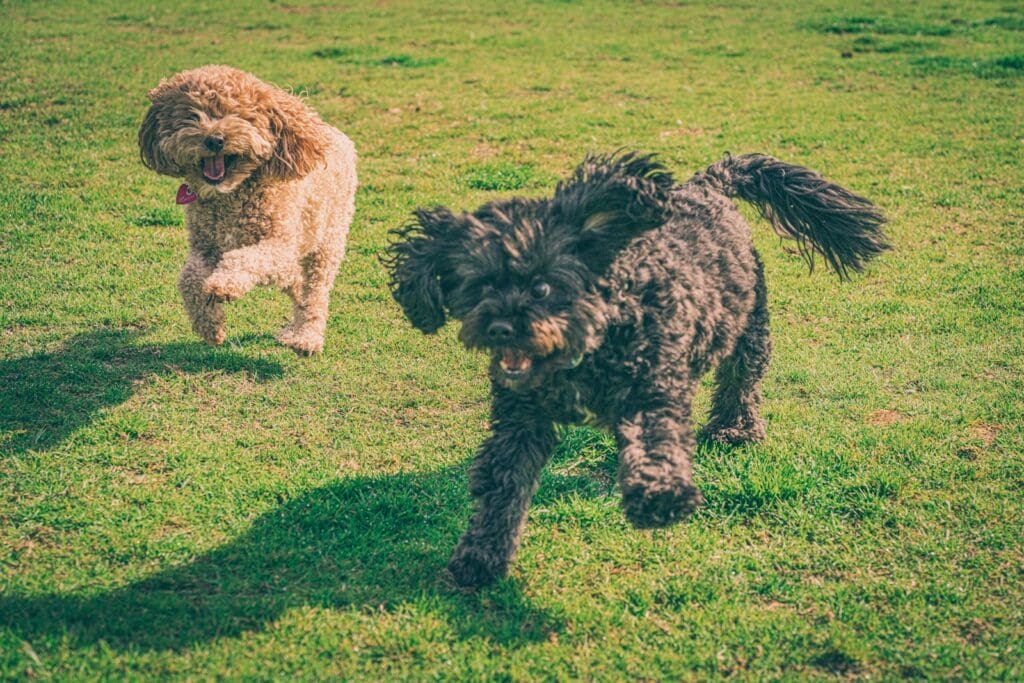 a couple of dogs running across a lush green field