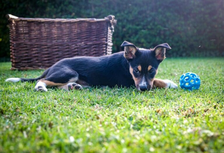 Adorable Border Collie puppy playing with a toy ball on grass. Perfect for pet lovers.