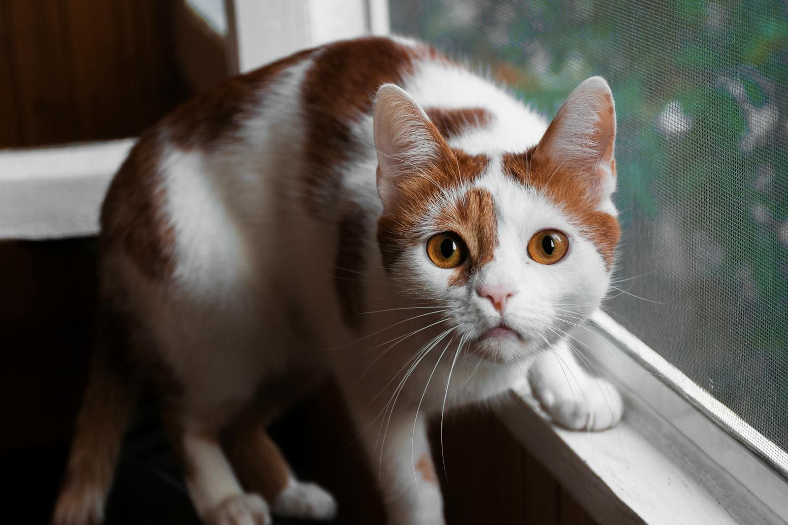 Cute domestic cat with brown and white fur looking curiously from a window indoors.