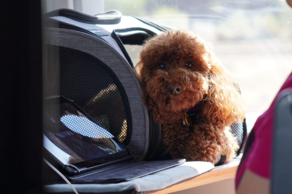 A small brown curly-haired dog peeking out from a gray pet carrier placed on a train seat, with a tablet partially visible in the foreground.