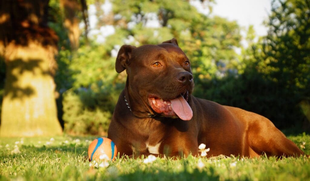 A joyful brown pit bull rests on grass with a toy ball in a sunny park.