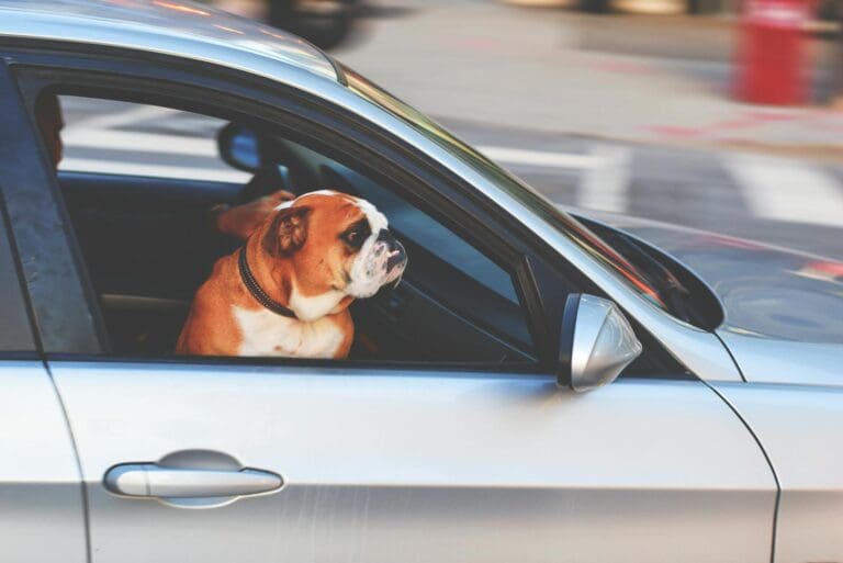 An English Bulldog looks out of a car window while riding through the city streets.