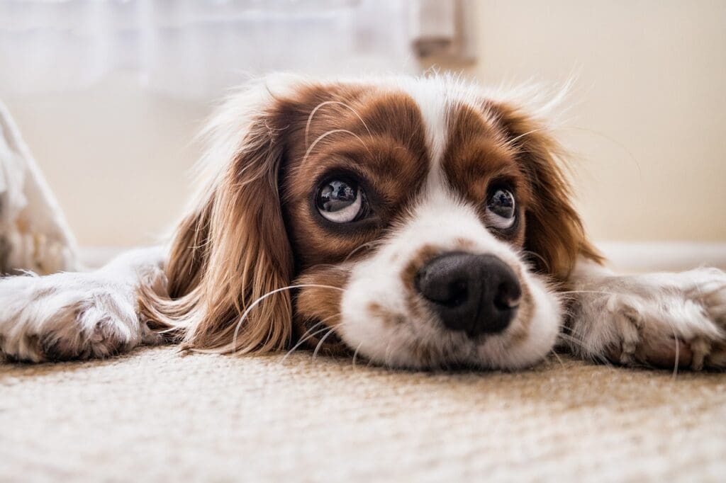 puppy, pet, canine, dog, nature, animal, lying, eyes, fur, snout, doggy, mammal, dog portrait, animal world, cavalier king charles spaniel, spaniel, cute, funny, cutie, dog, dog, dog, dog, dog