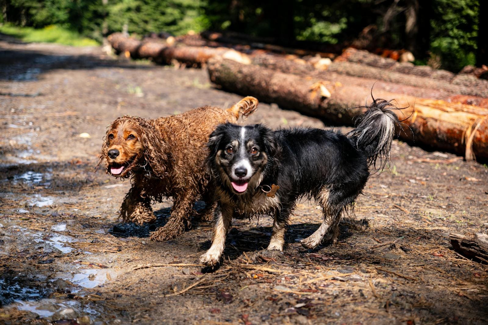 Two dogs running happily through a muddy forest clearing in sunlight.