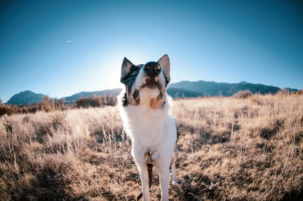 A Border Collie dog in a sunlit field with mountains in the background.
