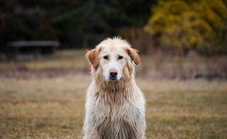 Farm Dog in the Rain (Unsplash)