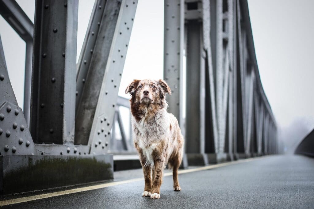 dog, pet, canine, animal, fur, snout, mammal, dog portrait, animal world, nature, bridge, architecture, dog, dog, dog, dog, dog, bridge