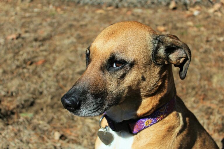 A Rhodesian Ridgeback rescue dog with a collar sitting outdoors, gazing intently.