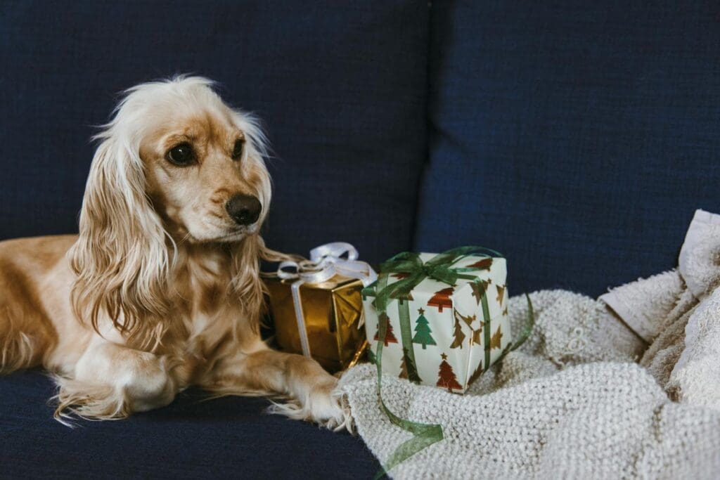 A golden cocker spaniel resting on a couch beside Christmas-themed gift boxes.