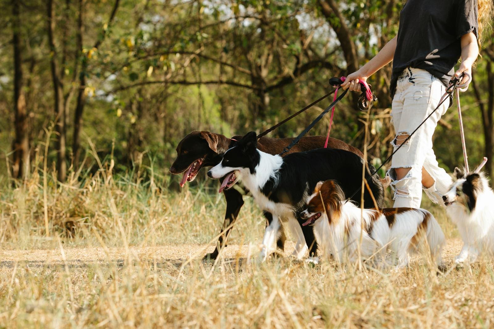 A dog walker leads a group of dogs on leashes through a sunny park trail, Pet Sitter