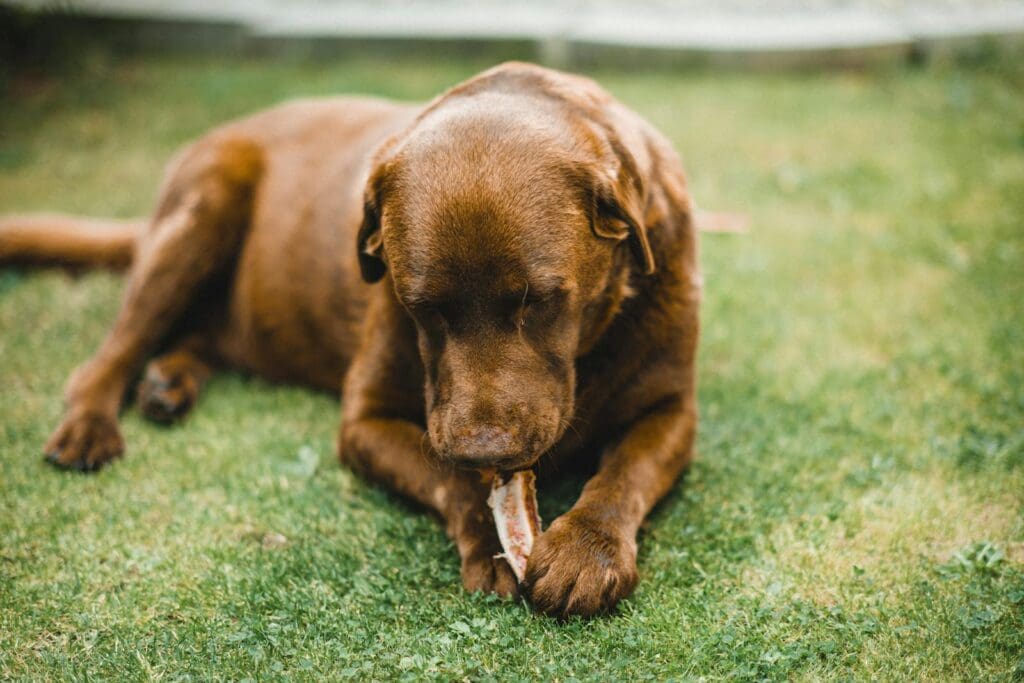 A brown Labrador Retriever enjoying a bone on green grass, showcasing its domestic and playful nature.