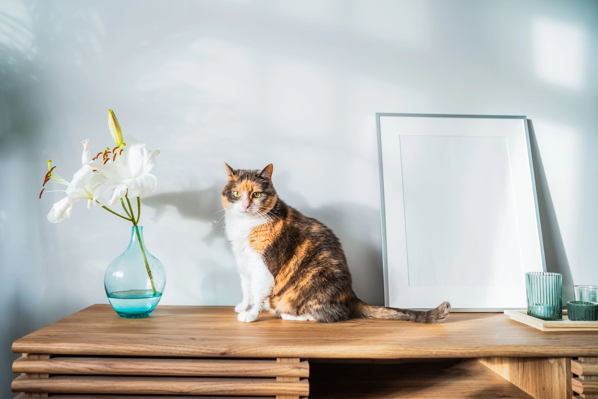 Minimalist desk with cat