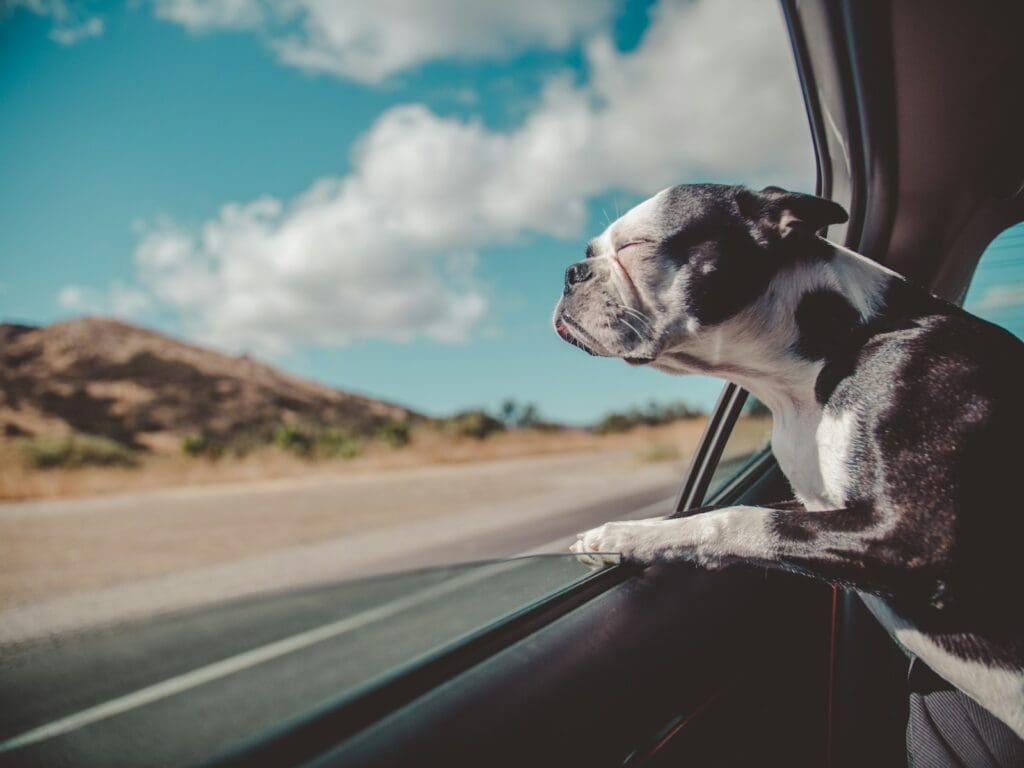 Boston Terrier inside a car