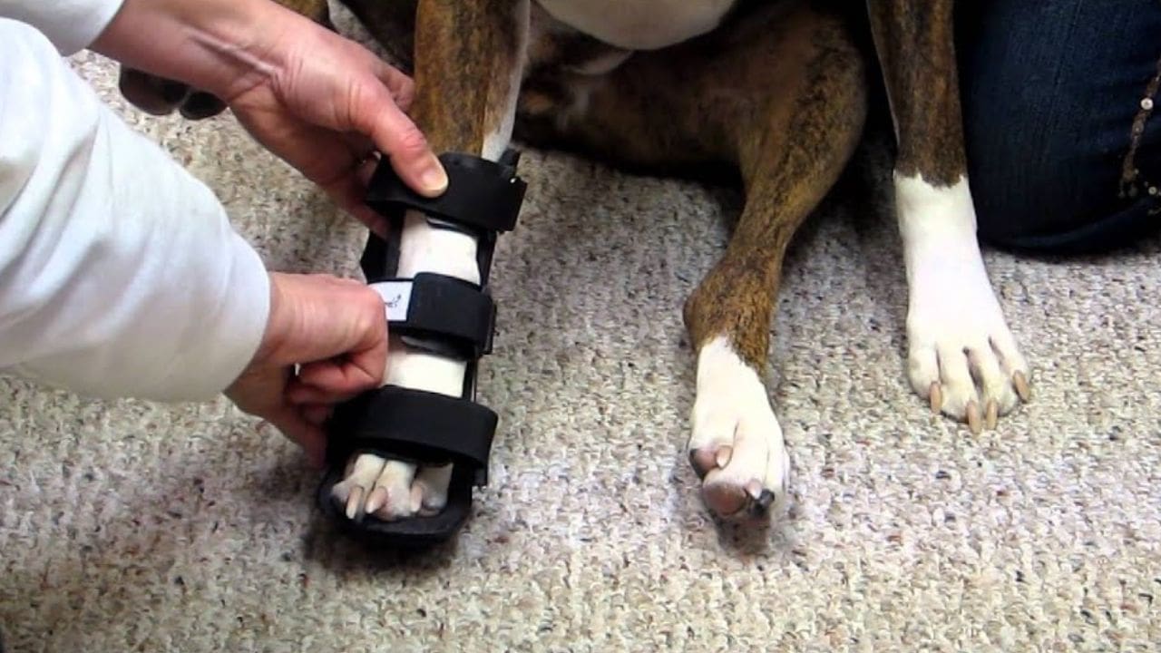 dog leg splint