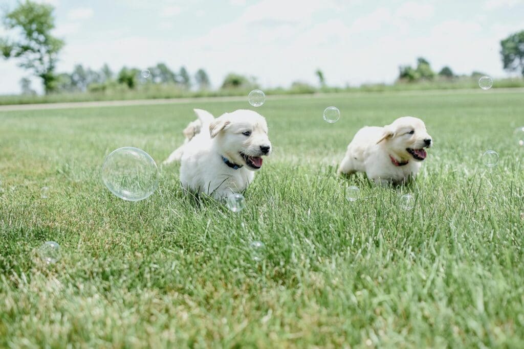 Adorable Golden Retriever puppies playing with bubbles on a sunny day in a park.