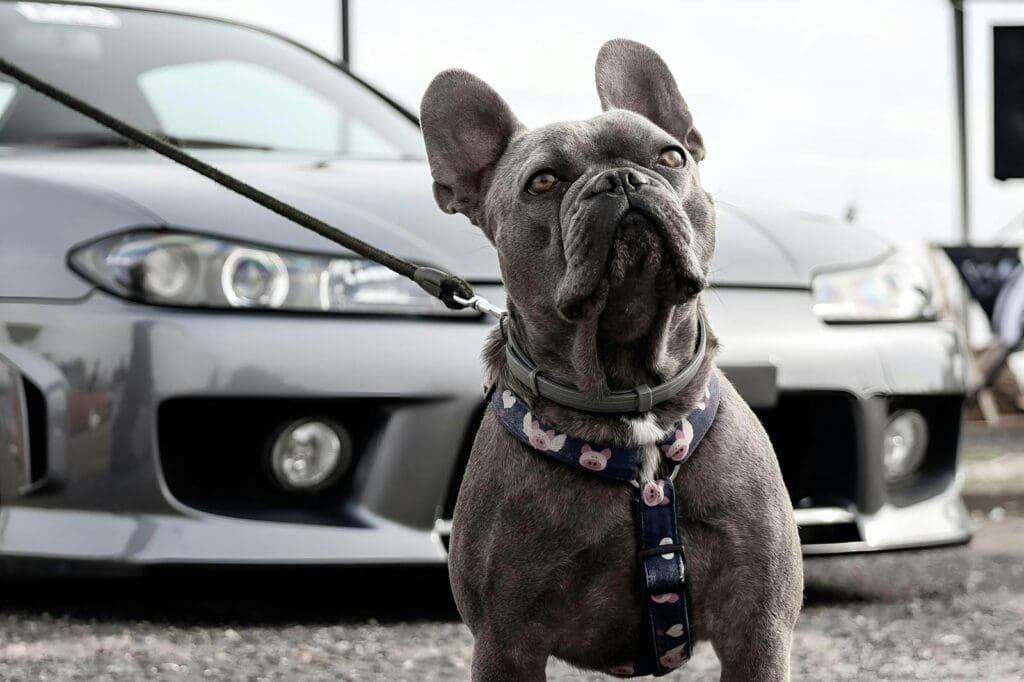 A French Bulldog on a leash stands confidently in front of a sports car in Bydgoszcz.