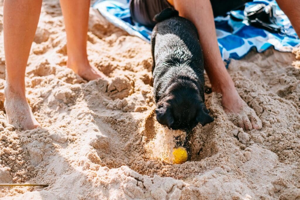 A joyful black dog digs in the sand at the beach, capturing vacation fun.