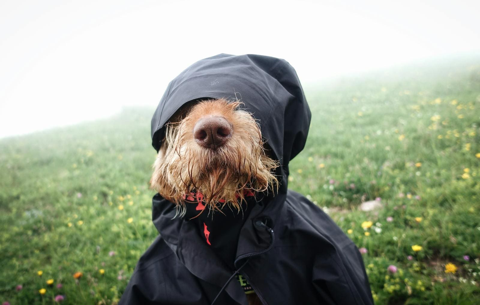 A dog humorously dressed in a rain jacket on a misty meadow. Perfect for animal photography enthusiasts.