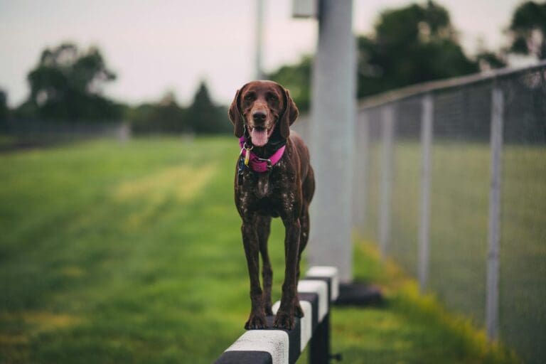A brown dog happily balances on a wooden beam at the park, showcasing agility and joy.