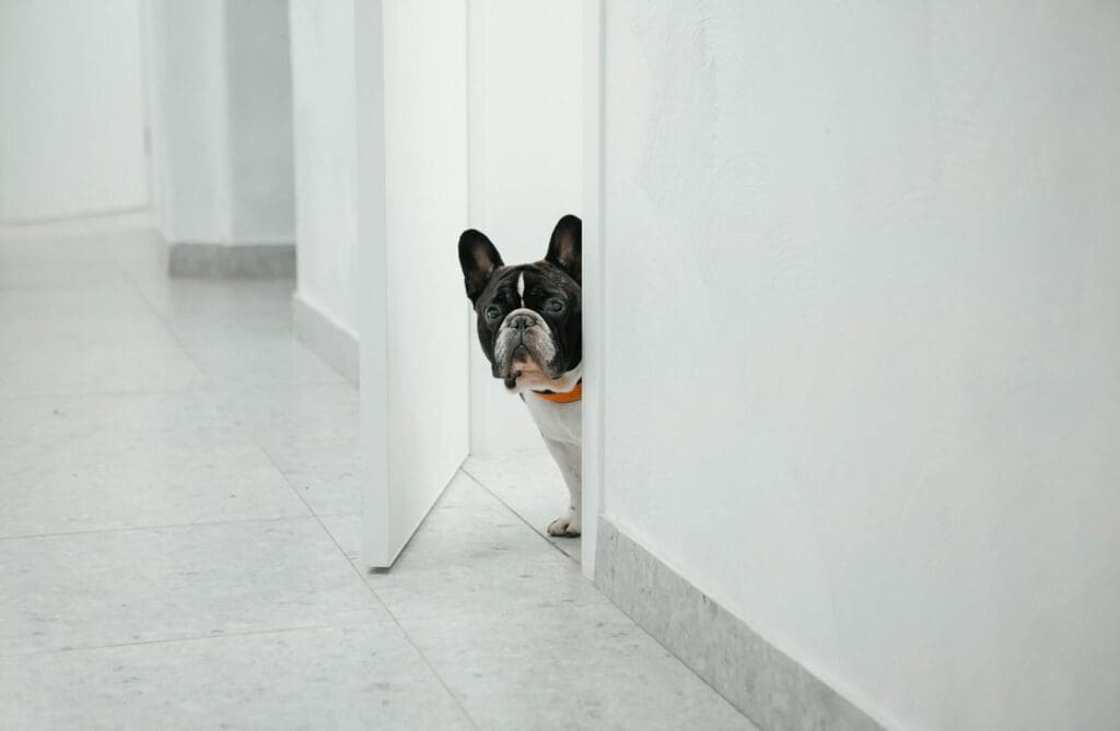A playful bulldog curiously peeks around a white door in a minimalist indoor setting.