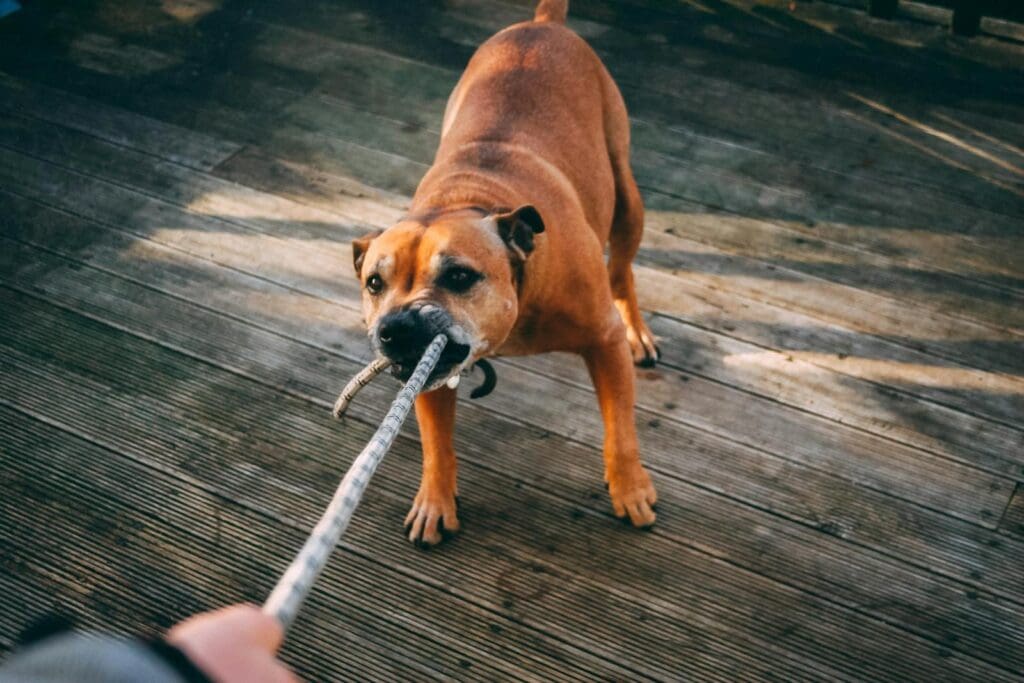 A lively brown dog playing tug-of-war outdoors on a wooden deck.
