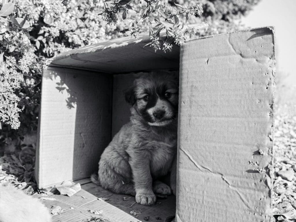 A lonely puppy sitting inside an open cardboard box outdoors, casting shadows.