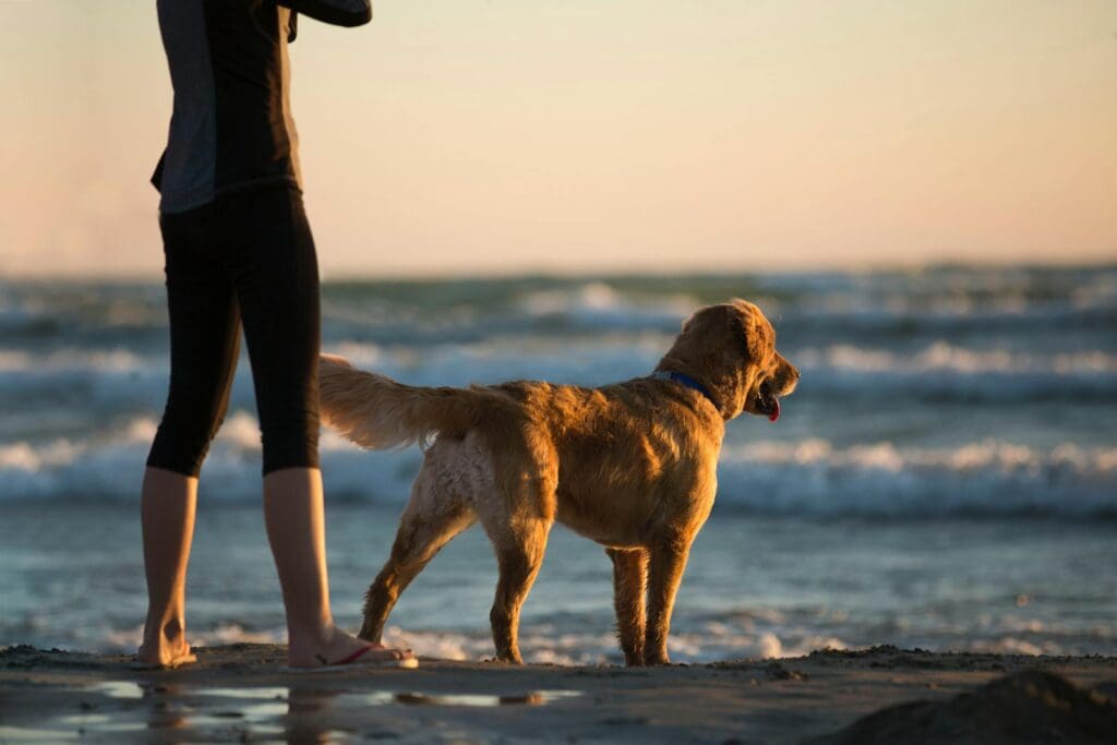 A golden retriever and woman enjoying a serene sunset at Sauble Beach, Ontario.