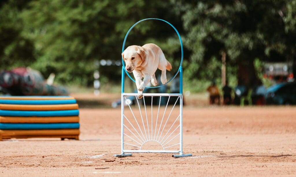 A Labrador retriever skillfully jumps through a hoop during an outdoor agility course.