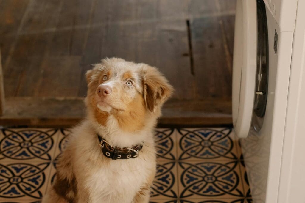 Charming Australian Shepherd puppy sitting indoors, next to a washing machine, looking curiously up.