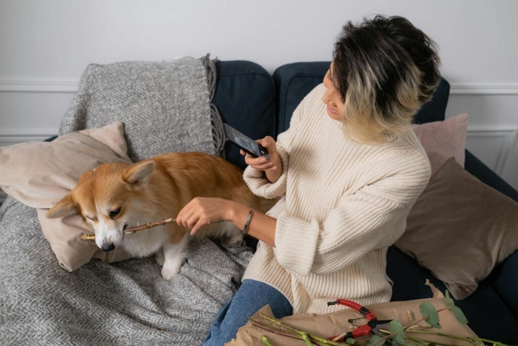 A woman in a sweater takes a picture of a corgi playing next to her on a comfortable sofa.
