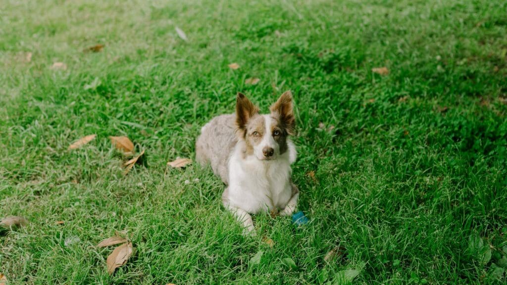 A Border Collie dog relaxing on lush green grass surrounded by fallen leaves in daytime.