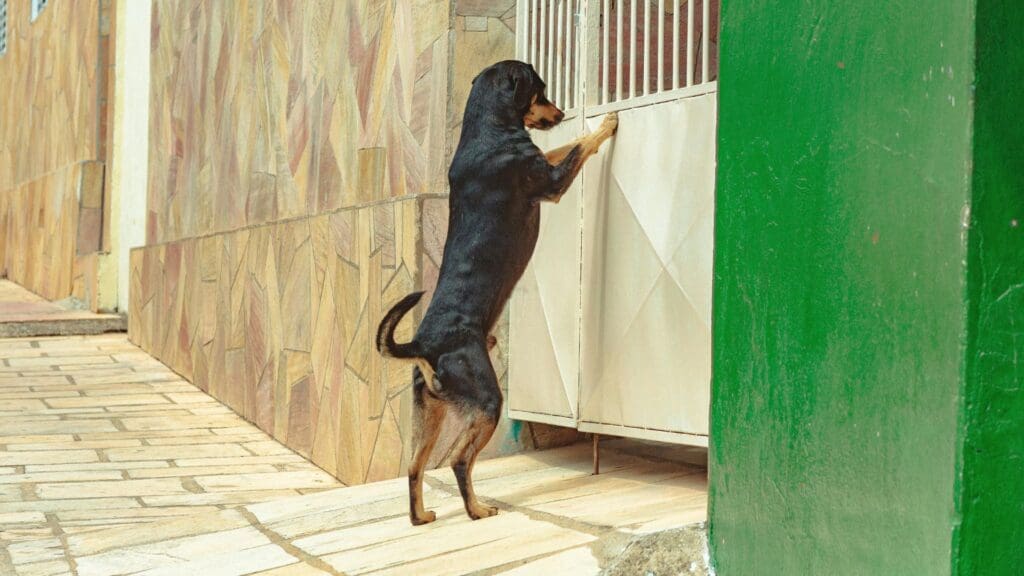 A Rottweiler dog stands on its hind legs leaning against a metal gate outdoors.