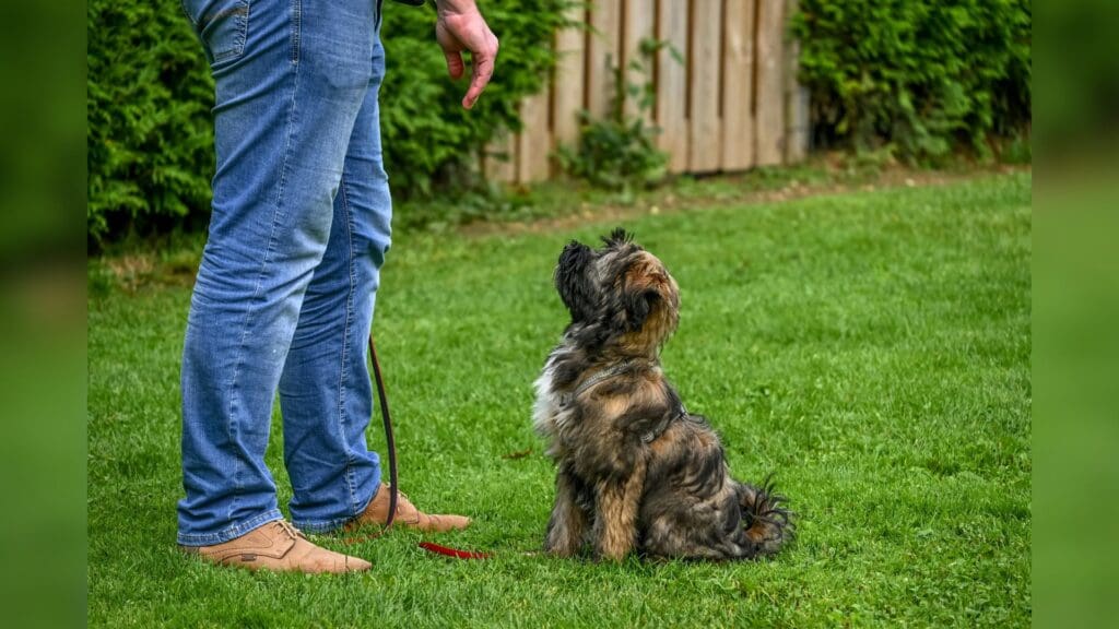 A Tibetan Terrier dog sitting attentively for training in a backyard setting.