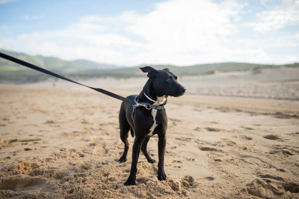 A black dog on a leash stands on a sandy beach with mountains in the background.
