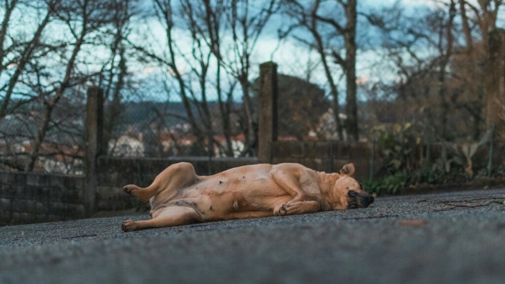 A brown dog peacefully sleeping on a concrete path surrounded by bare winter trees.