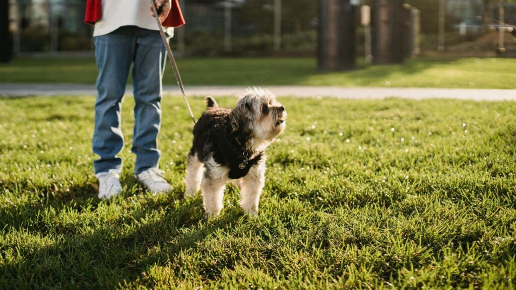 A child in casual attire walking a small dog in an urban park during a sunny day.
