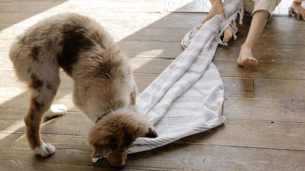 A cute dog playing with a towel indoors on a wooden floor with a person nearby.