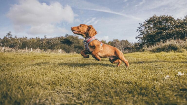 A dachshund joyfully leaping in a grassy field during a sunny day.
