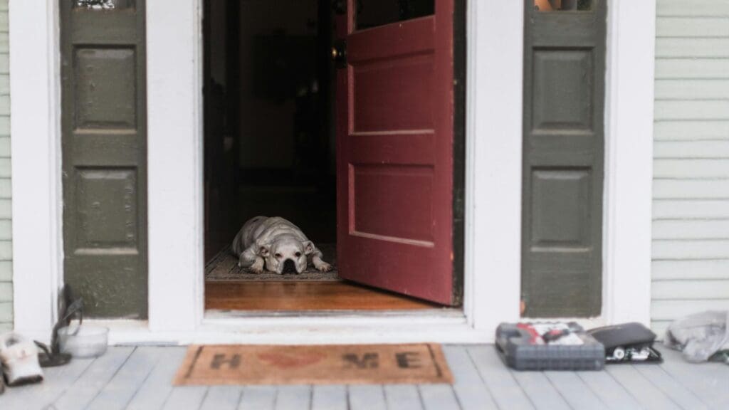 A dog lying on a porch entrance with an open door, creating a welcoming home scene.