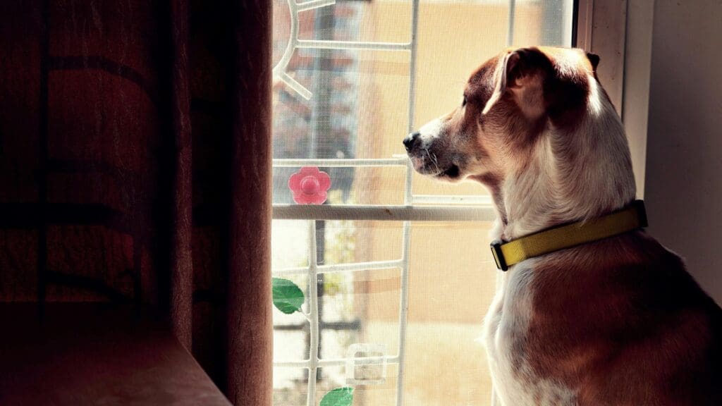 A domestic dog with a yellow collar gazes out a window, bathed in gentle indoor light.
